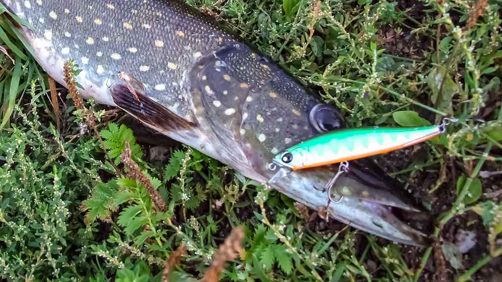 Vobleris Lucky John Pro Basara SP Vobleris Lucky John Pro Basara SP