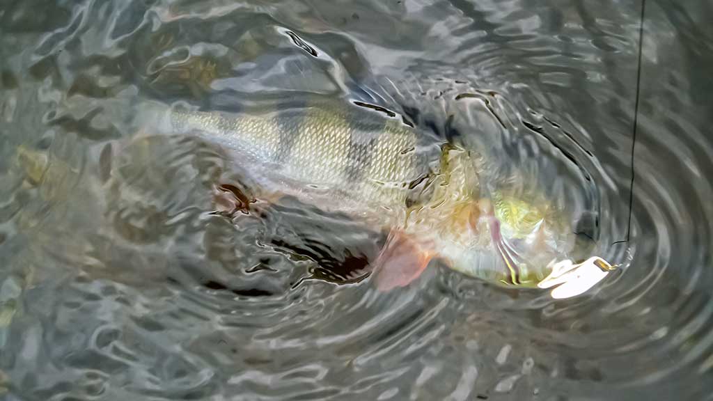 Nors ir žvynuotos, bet labai intelektualios Nors ir žvynuotos, bet labai intelektualios