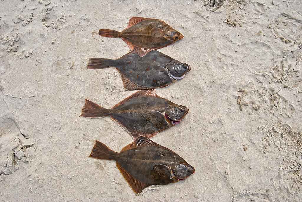 Kaip pagauti Baltijos plekšnę. Otai ir kitos žuvys Kaip pagauti Baltijos plekšnę. Otai ir kitos žuvys