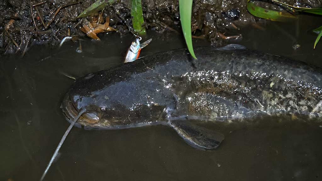 Plėšrūnai naktį nemiega. Pirma dalis