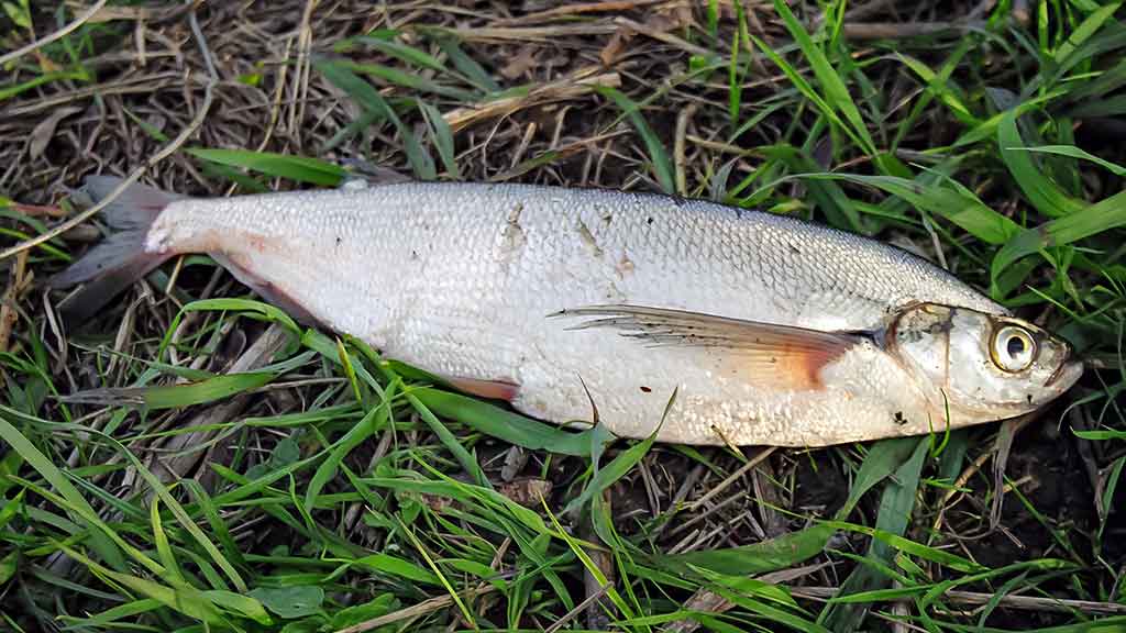 Už ragų ir... į krantą Už ragų ir... į krantą