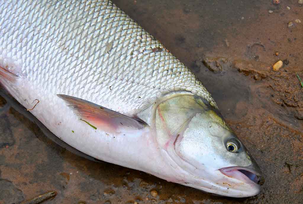 Spiningavimas topvoteriais. Ketvirta dalis Spiningavimas topvoteriais. Ketvirta dalis