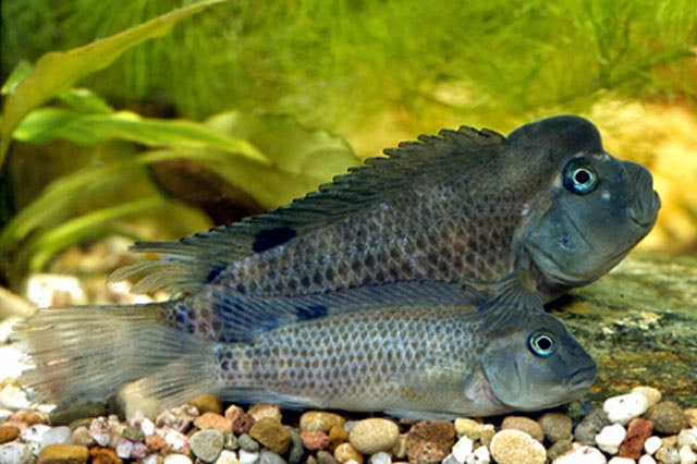 Žuvis - kazuaras Žuvis-kazuaras