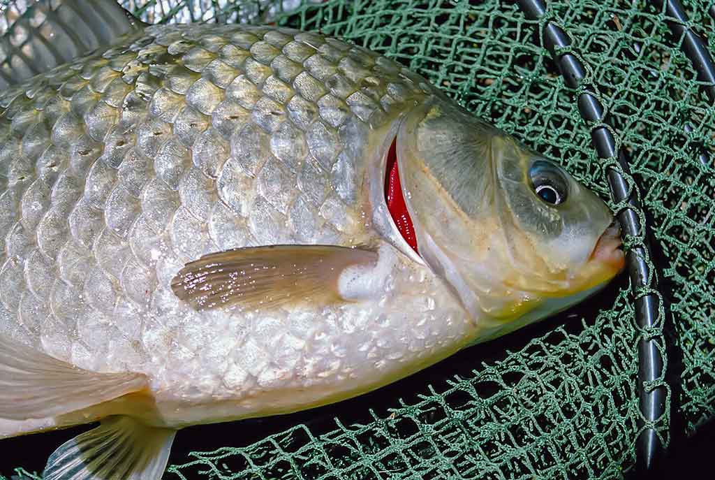 Karosus – dugnine meškere. Pirma dalis Karosus – dugnine meškere. Pirma dalis