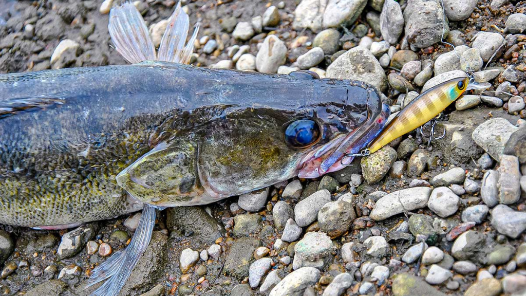 Ar sunku įsisavinti tvičingą? Ritė ir valas Ar sunku įsisavinti tvičingą? Ritė ir valas