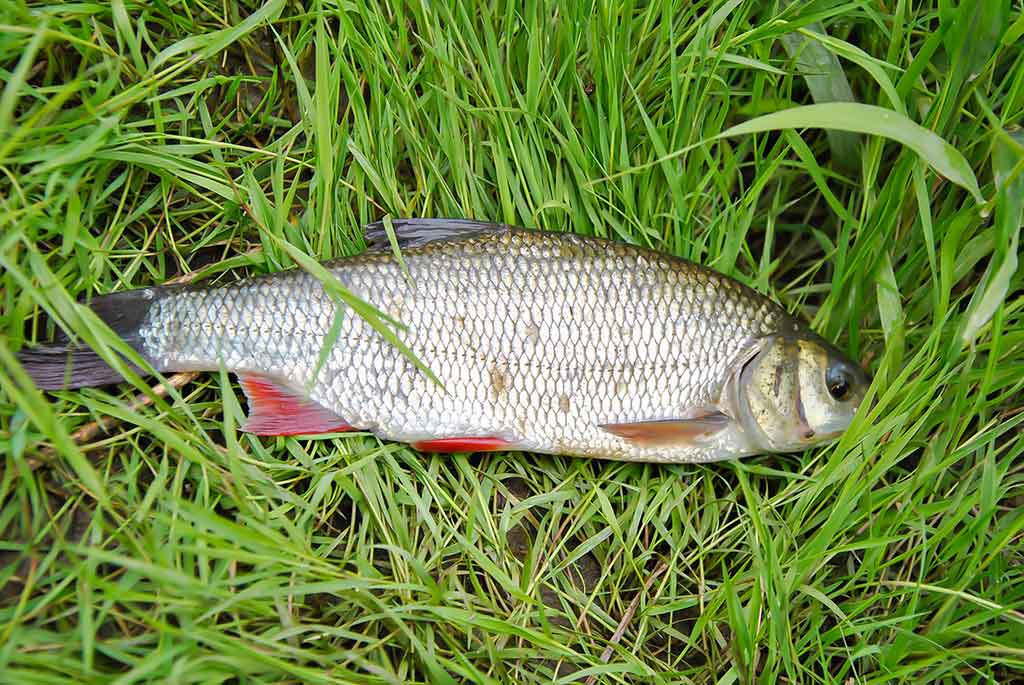 Tiny – kryptis į srovės širdį. Antra dalis Tiny – kryptis į srovės širdį. Antra dalis