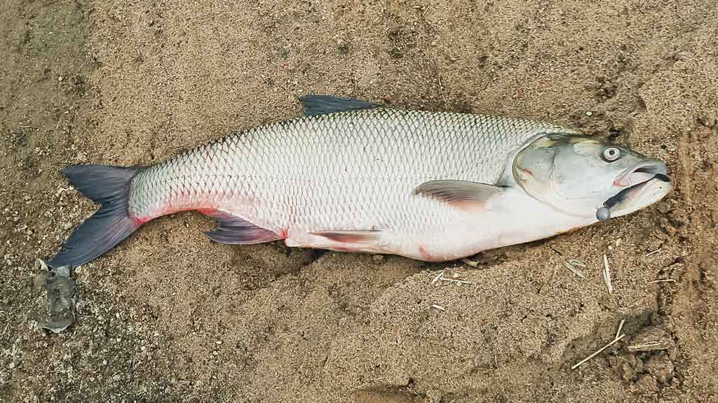 Ar patinka silikonas salačiams? Pirma dalis Ar patinka silikonas salačiams? Pirma dalis