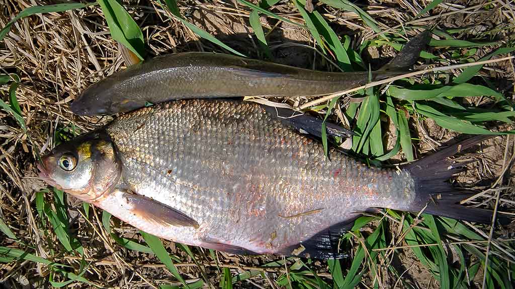 Didelių upių karšiai. Pirma dalis Didelių upių karšiai. Pirma dalis