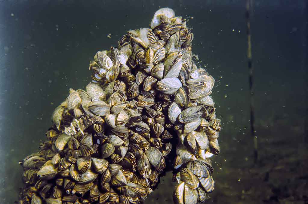 Kaip pagauti karšį? Kaip pagauti karšį?