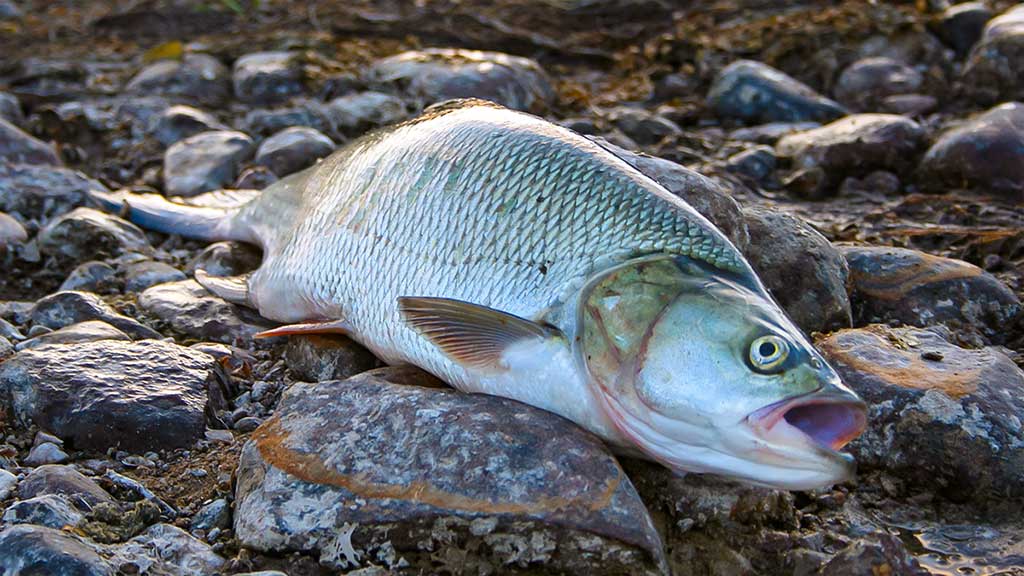 Vienas ir šimtas vienas būdas pagauti salatį 