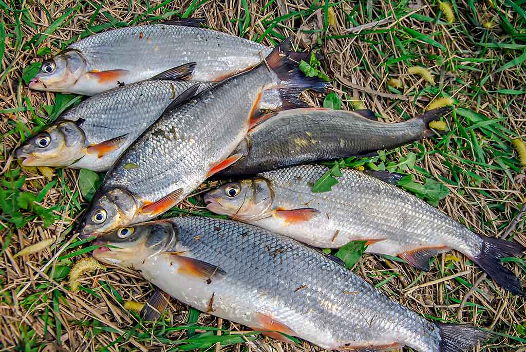 Pavasarinė žiobrių fiesta. Trečia dalis Pavasarinė žiobrių fiesta. Trečia dalis
