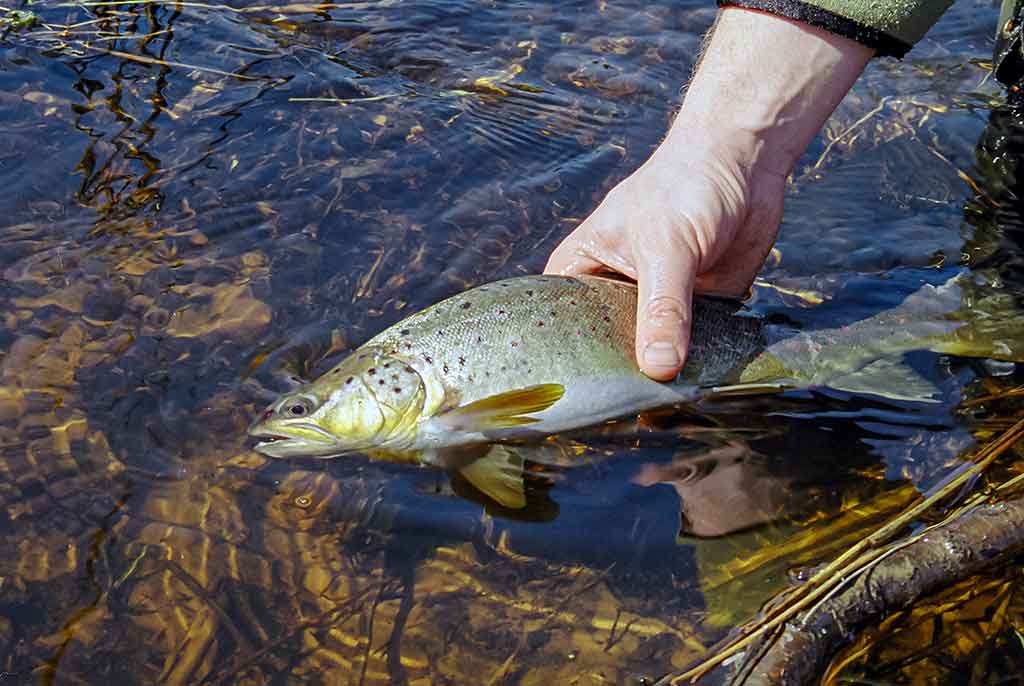 Kaip pagauti upėtakį?