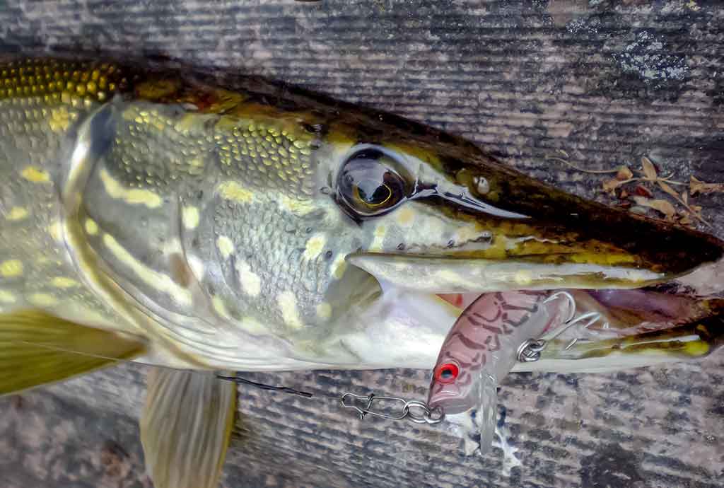 Kiek svarbus žvejui karabinas? Pirma dalis Kiek svarbus žvejui karabinas? Pirma dalis