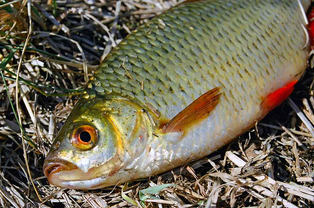Iš žolių tankynės. Pirma dalis Iš žolių tankynės. Pirma dalis