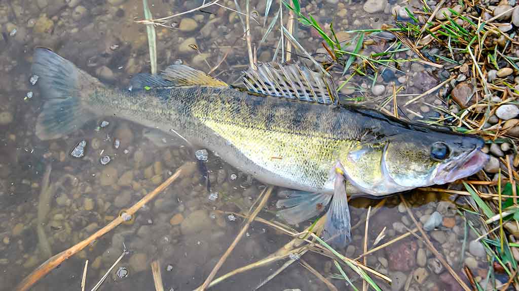 Išsamiai apie membranines bridkelnes. Antra dalis Išsamiai apie membranines bridkelnes. Antra dalis