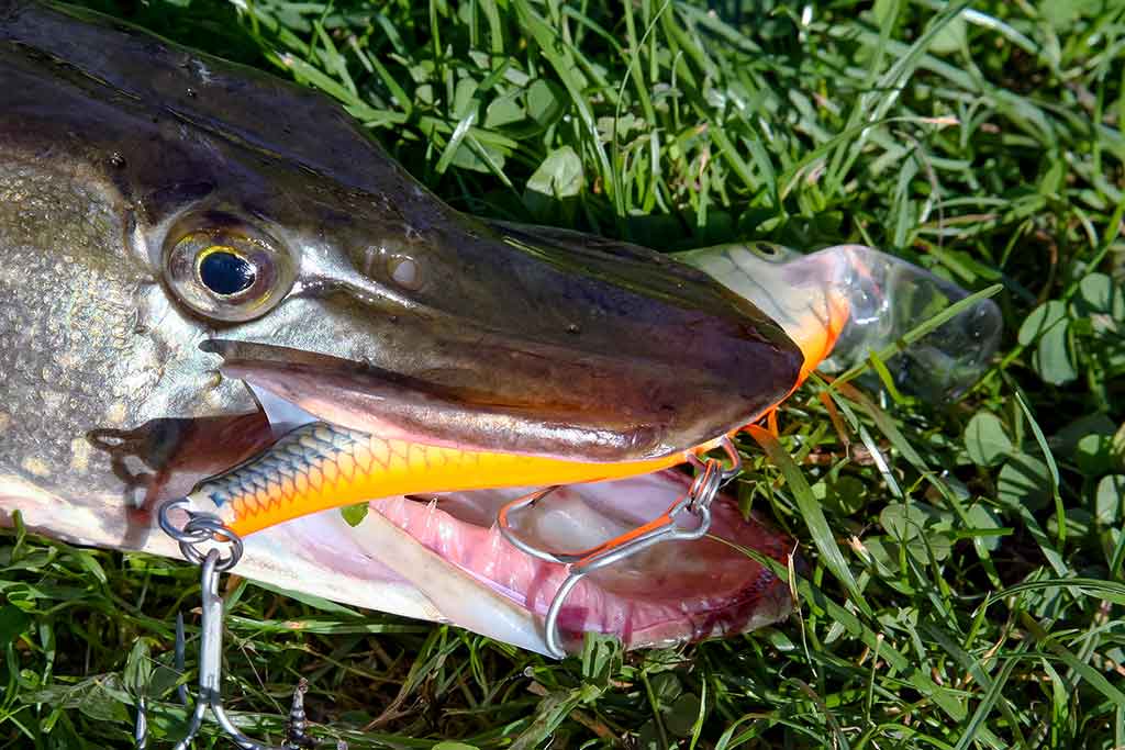 Vobleris po mikroskopu – liežuvis ir kilpa. Antra dalis