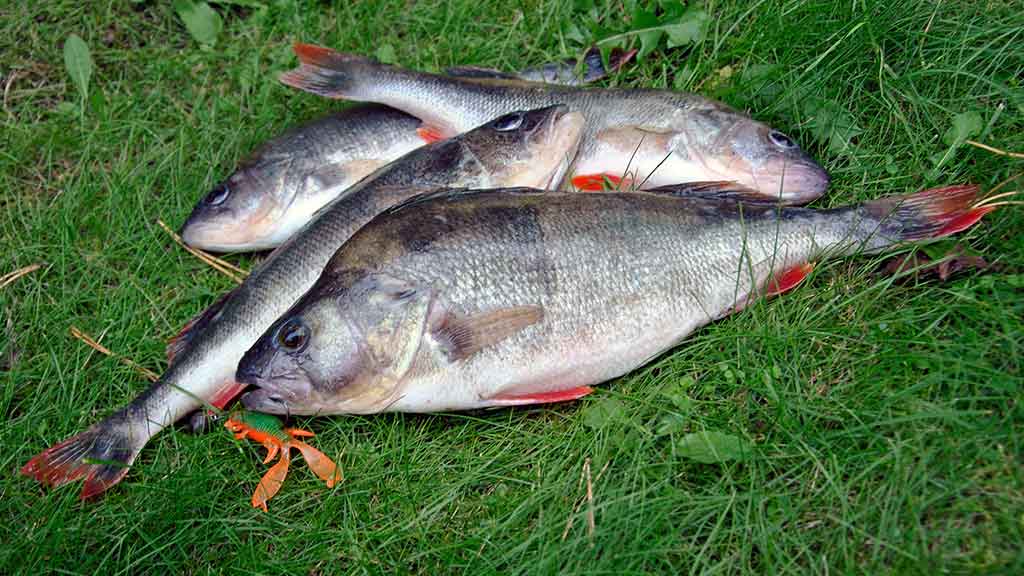 Dviejų uodegėlių fenomenas. Pirma dalis Dviejų uodegėlių fenomenas. Pirma dalis