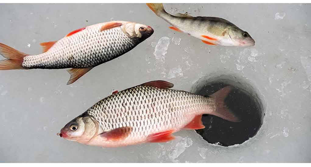 Vangios kuojos žūklė avižėle