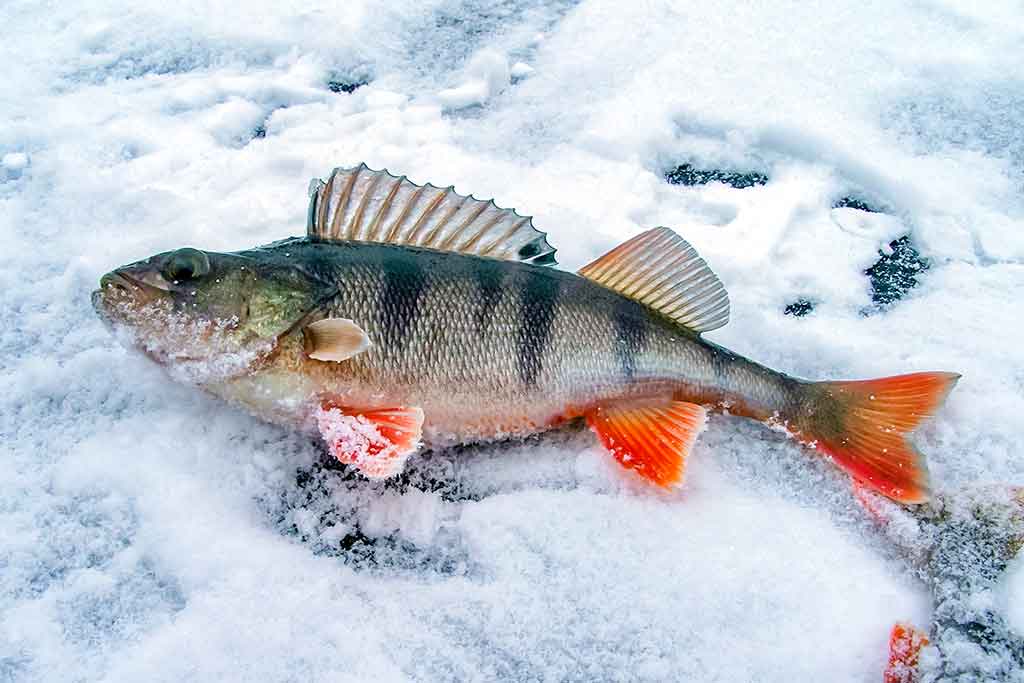 Kaip pagauti ešerį?