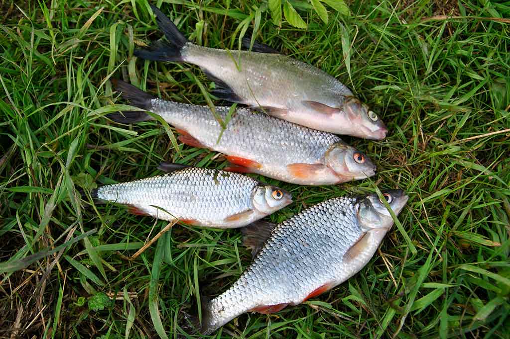 Nuo A iki Z apie monofilamentinį valą. Trečia dalis