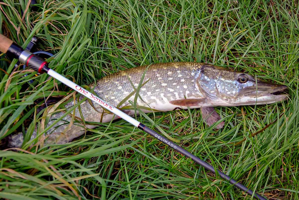 Maži masalai didelei žuviai. Antra dalis Maži masalai didelei žuviai. Antra dalis