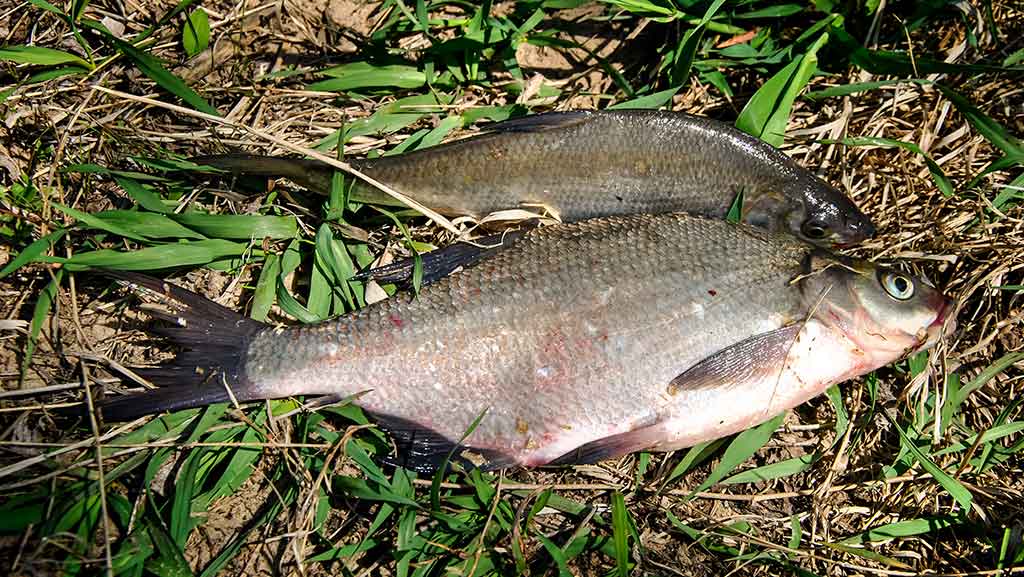 Karšiai nedideliuose ežeruose