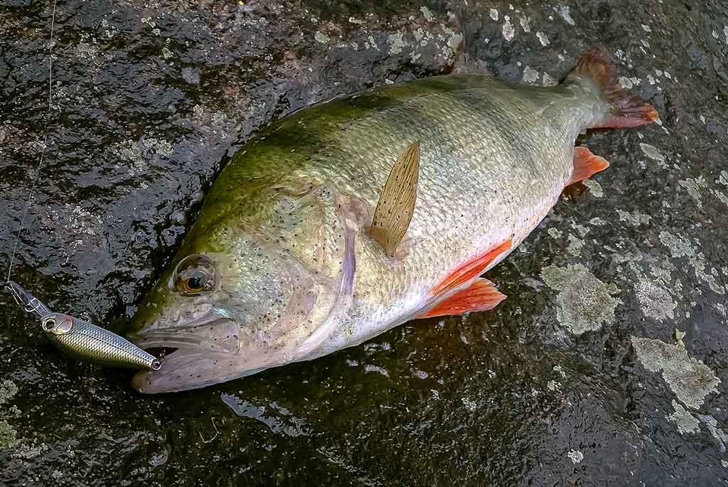 Kodėl po Naujųjų nėra ledo?