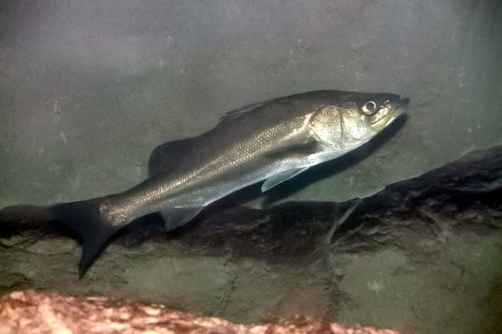 Japoninis jūrešeris