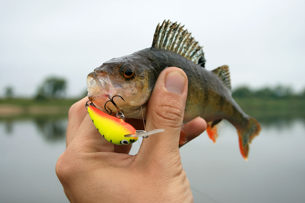 Paskutinės katino dienos Paskutinės katino dienos