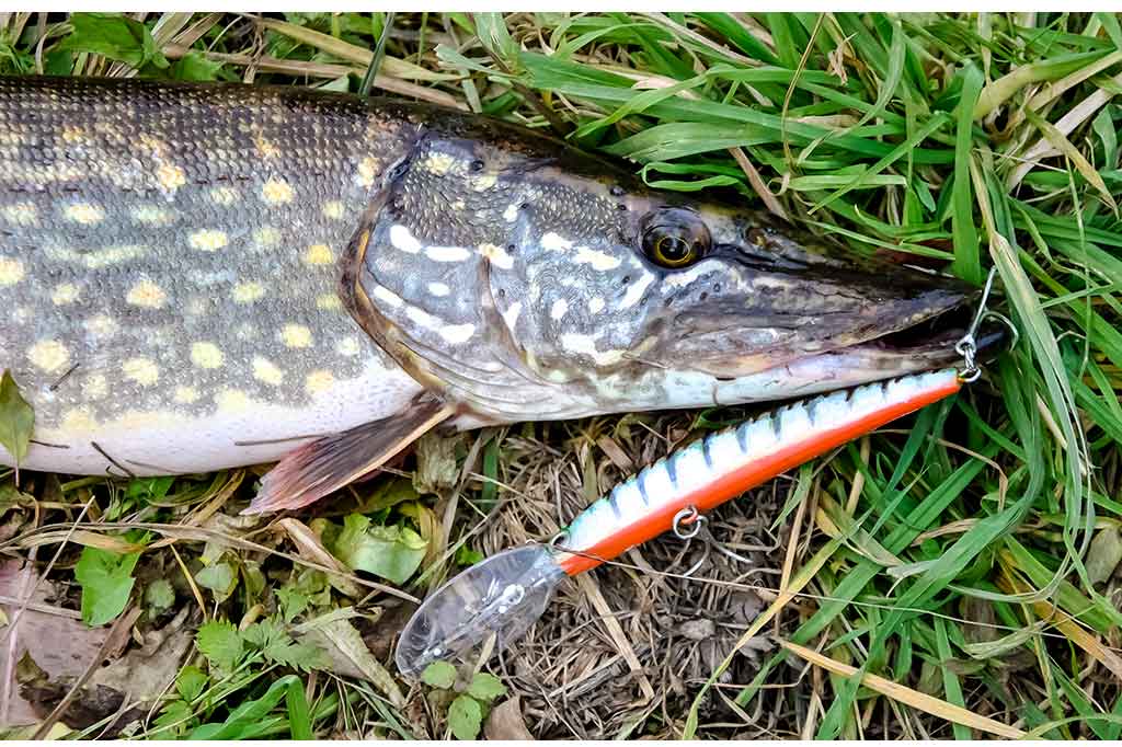 Voblerių dažymas. Ką dar galėčiau pasakyti... Voblerių dažymas. Ką dar galėčiau pasakyti...