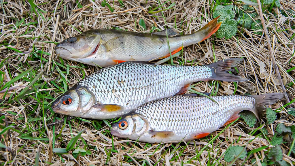 Žiemos gudrybes prisiminus. Pirma dalis