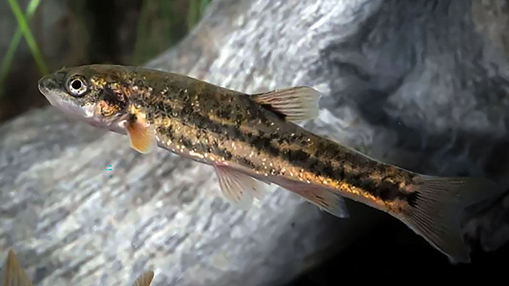 O čia tai bent (39)