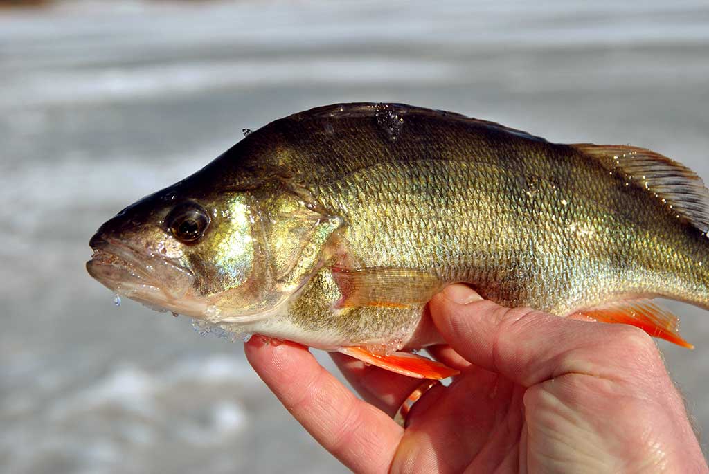 Kaip pagauti ešerį? Kaip pagauti ešerį?