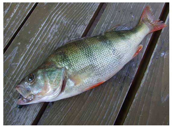 Šis šešiašimtgraminis ešerys taip godžiai įrijo pauzės metu pakibusį Lucky John Ballist guminuką, kad išorėje liko kyšoti tik uodegėles galiukas Šis šešiašimtgraminis ešerys taip godžiai įrijo pauzės metu pakibusį Lucky John Ballist guminuką, kad išorėje liko kyšoti tik uodegėles galiukas