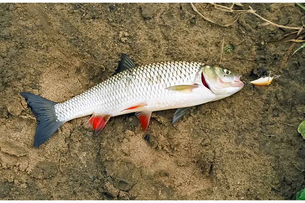 Apie mažiau paklausius voblerius Apie mažiau paklausius voblerius