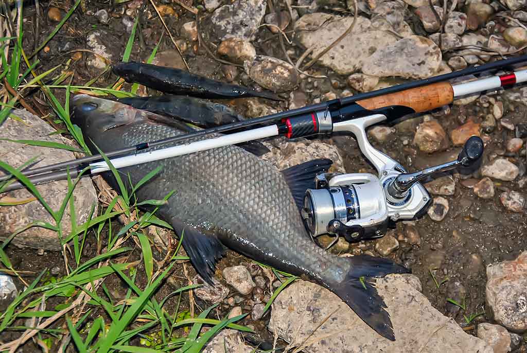 Kaip pagauti ešerį? Kaip pagauti ešerį?