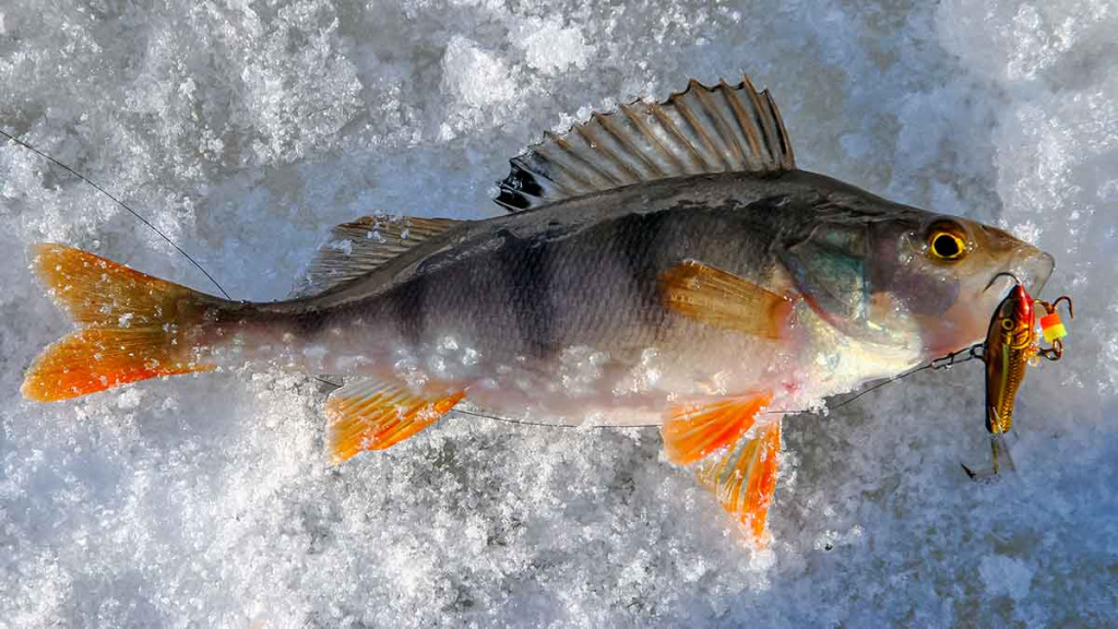 Kaip pagauti ešerį? Kaip pagauti ešerį?