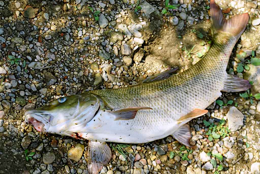 Kaip sutramdyti „arklius“. Antra dalis