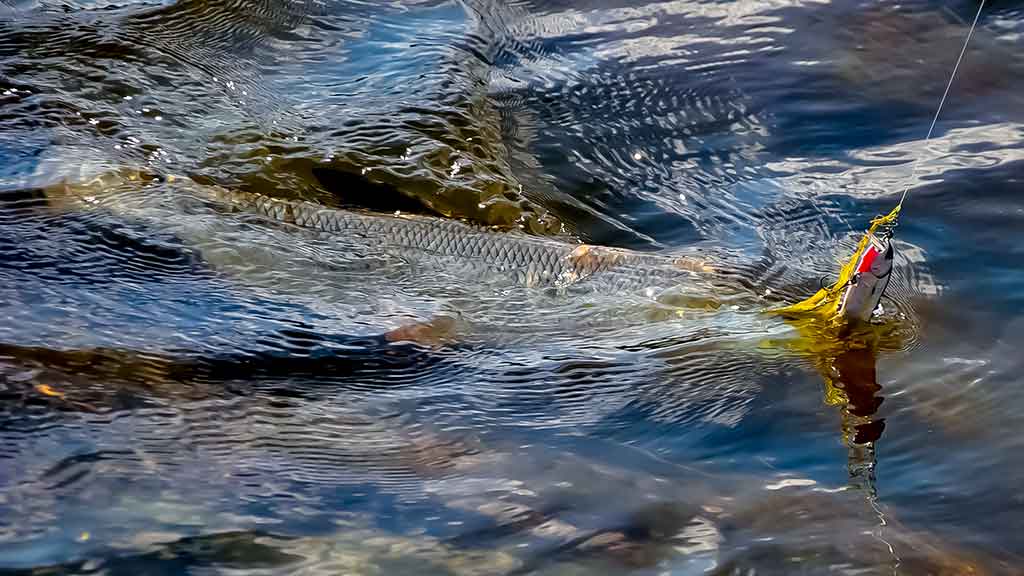 Salačius – ne visai taip, kaip įprasta Salačius – ne visai taip, kaip įprasta