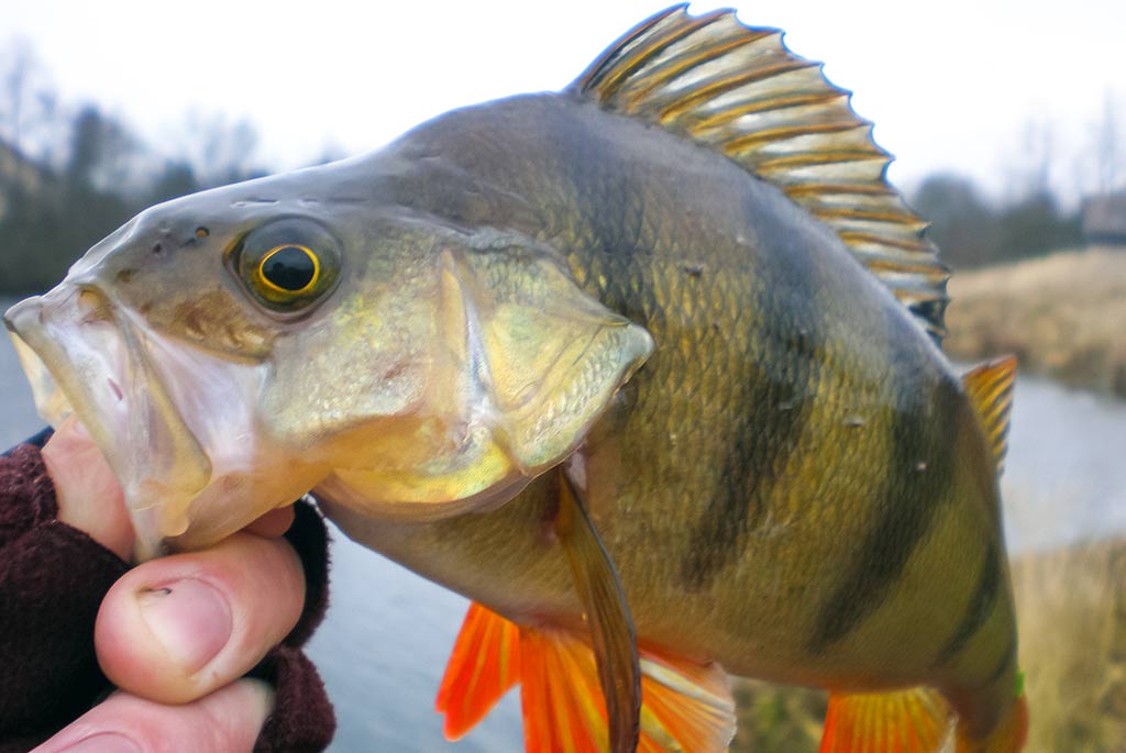 Kaip pagauti prisnūdusį Nevėžio ešerį Kaip pagauti prisnūdusį Nevėžio ešerį