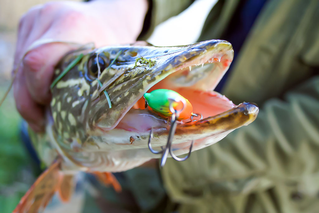 Jerk bait – stambių plėšrūnų masalas Jerk bait – stambių plėšrūnų masalas