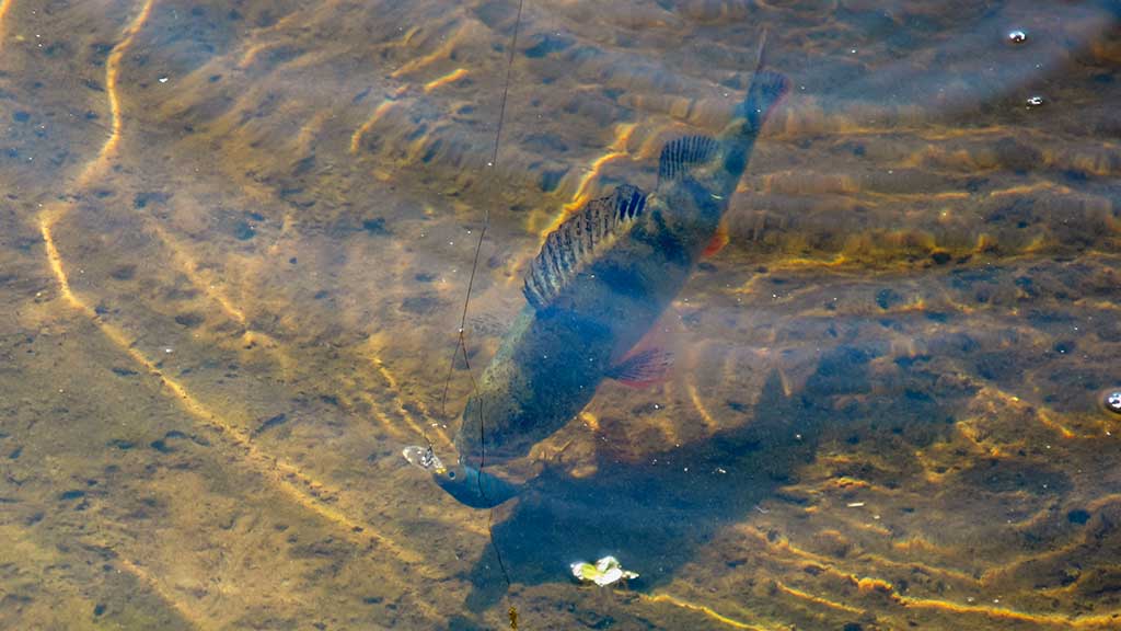 Kaip pagauti nedrąsią plėšrūnę