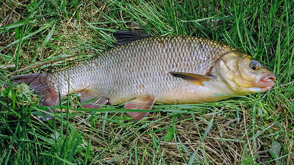 Apie atviras akis, šutintus žirnius, spiningavimą ir būsimą tvaną Apie atviras akis, šutintus žirnius, spiningavimą ir būsimą tvaną