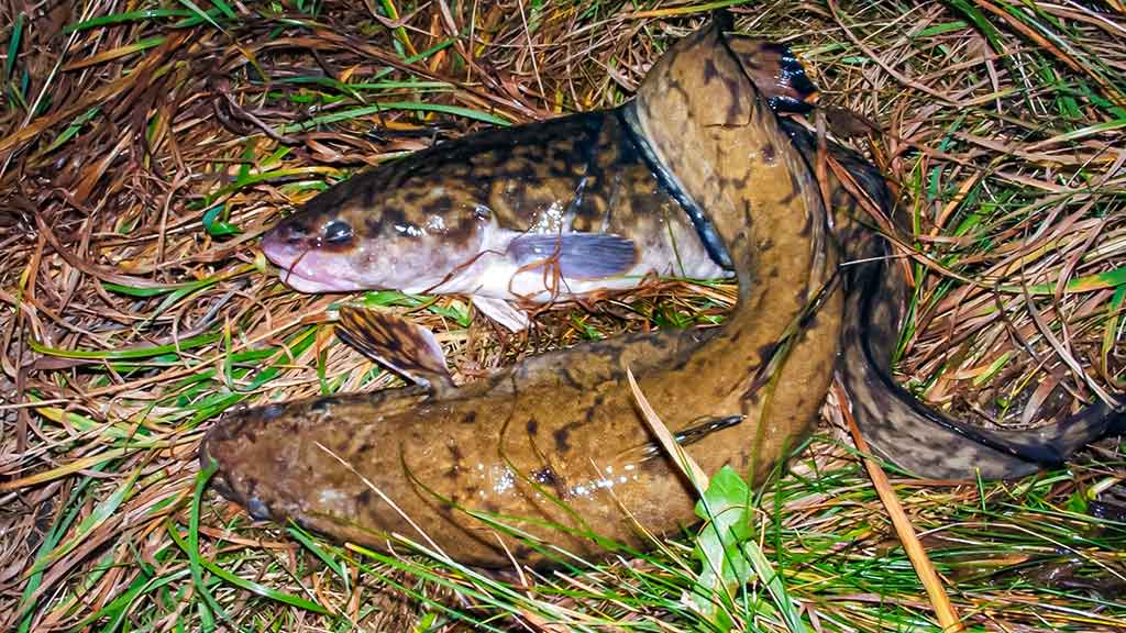 Dambologija. Ketvirta dalis Dambologija. Ketvirta dalis