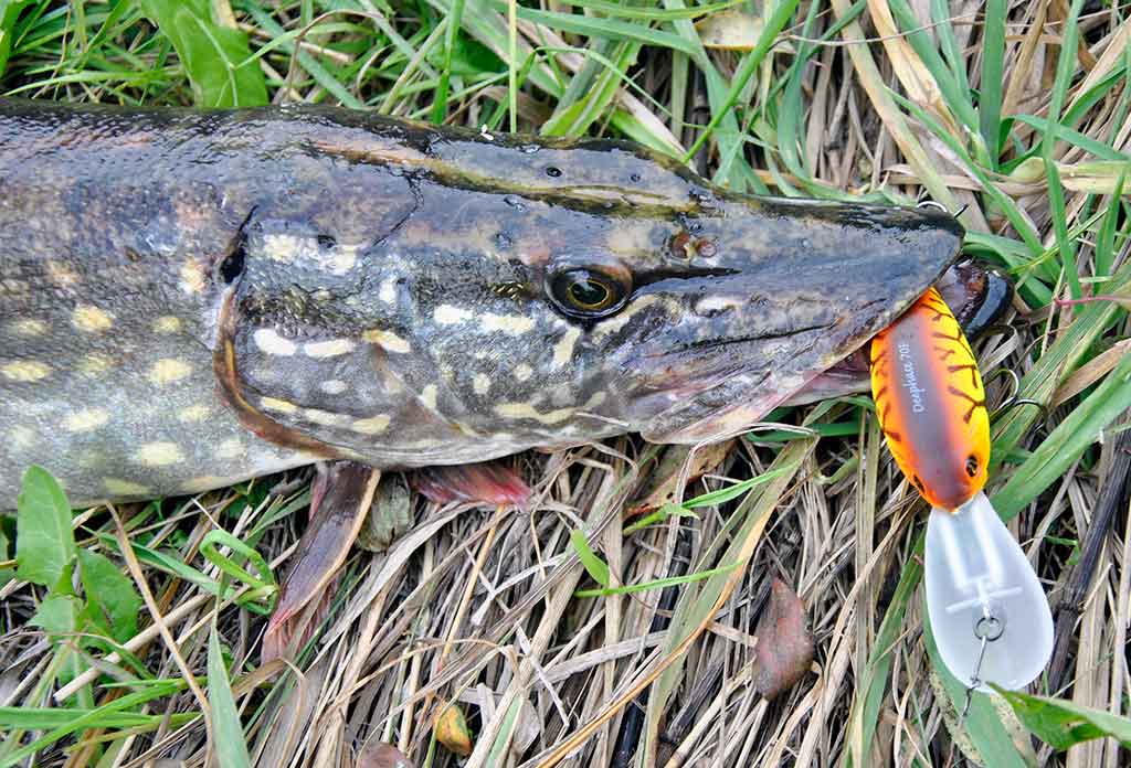 Be reikalo nuvertinti didieji crank vobleriai Be reikalo nuvertinti didieji crank vobleriai