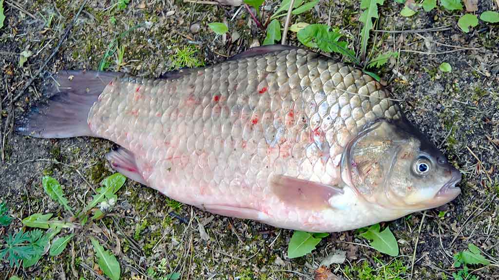 Karosus – dugnine meškere. Pirma dalis Karosus – dugnine meškere. Pirma dalis