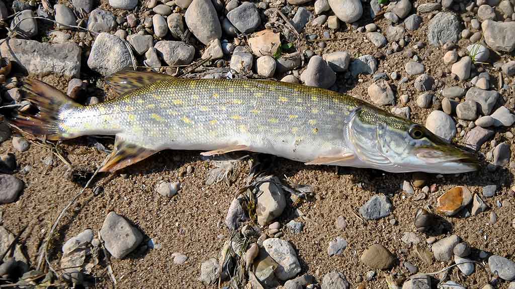 Apie nepilnametes, mikromasalus ir striptizą. Antra dalis
