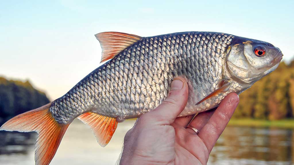 Tėkmėje – plūdine iš valties