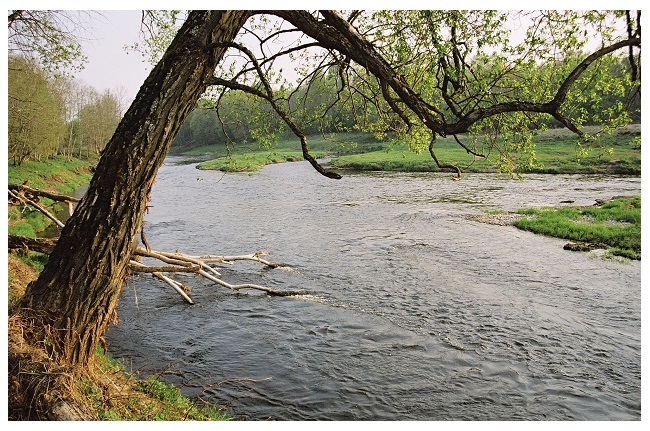Šapalai mėgsta rankioti nuo vandens paviršiaus vabzdžius ar šiaip patikrinti kažką praplaukiantį pro šalį: galbūt ėdama