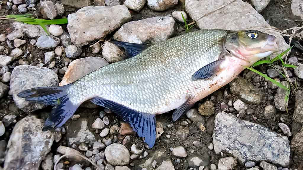 Meškeriojimas bolonine – valas, plūdės, sistemėlės...